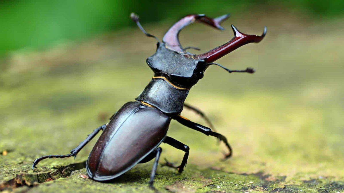Bọ cánh cứng Stag Beetles được mệnh danh là loài côn trùng đắt nhất thế giới, có giá tới 2 tỷ đồng/con nhờ ngoại hình độc đáo và sự khan hiếm.(Ảnh: Planet Natural)