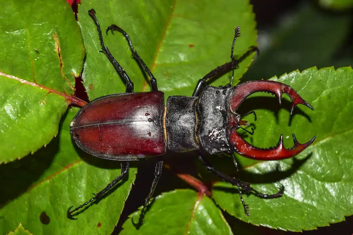 Chúng thuộc họ Lucanidae với khoảng 1.200 loài, nổi bật với chiếc sừng lớn màu đỏ trên đầu, đặc biệt ở con đực.(Ảnh: Earth Life)