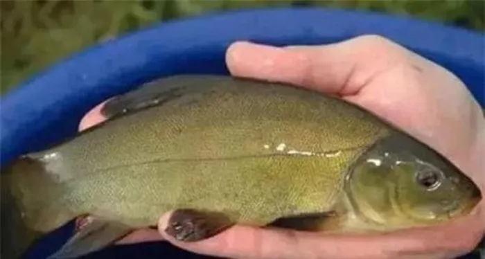 Để tận dụng nguồn thu, gia đình ông Lý mở rộng diện tích suối cá, xây dựng cơ sở hạ tầng như ao cá và trang trại để phục vụ khách du lịch.(Ảnh:DNVN)