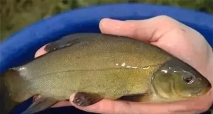 Để tận dụng nguồn thu, gia đình ông Lý mở rộng diện tích suối cá, xây dựng cơ sở hạ tầng như ao cá và trang trại để phục vụ khách du lịch.(Ảnh:DNVN)