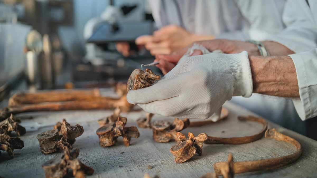 Việc phát hiện Juluren mở ra một cái nhìn mới về sự đa dạng và tương tác giữa các loài người cổ đại, đồng thời làm sáng tỏ thêm lịch sử phức tạp của loài người trên Trái Đất.(Ảnh:Wired Italia)