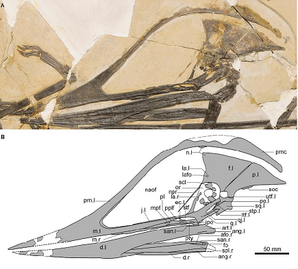Mẫu vật thứ hai chỉ bao gồm các phần trước của hàm trên và vòm miệng, thuộc về một cá thể nhỏ hơn. (Ảnh: Species New to Science)