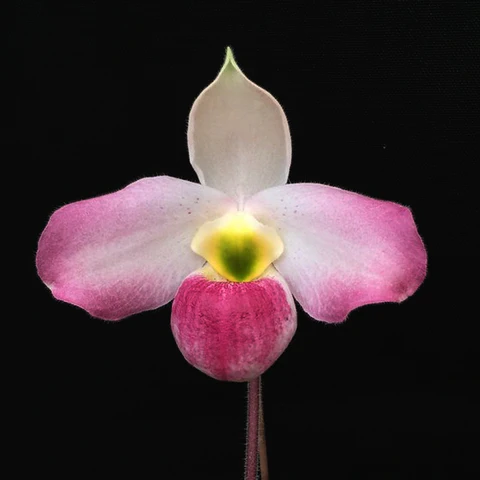 Sự săn lùng quá mức và nạn buôn lậu đã đẩy loài lan này vào nguy cơ tuyệt chủng, với quần thể giảm trên 95% trong ba thế hệ gần đây. (Ảnh: Orchidmart)