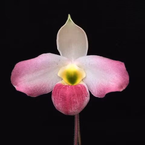 Sự săn lùng quá mức và nạn buôn lậu đã đẩy loài lan này vào nguy cơ tuyệt chủng, với quần thể giảm trên 95% trong ba thế hệ gần đây. (Ảnh: Orchidmart)