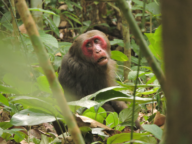 Với tên khoa học là Macaca arctoides, loài khỉ này không chỉ nổi bật bởi khuôn mặt đỏ đặc trưng mà còn bởi những đặc điểm sinh học và hành vi độc đáo. (Ảnh:India Biodiversity Portal)