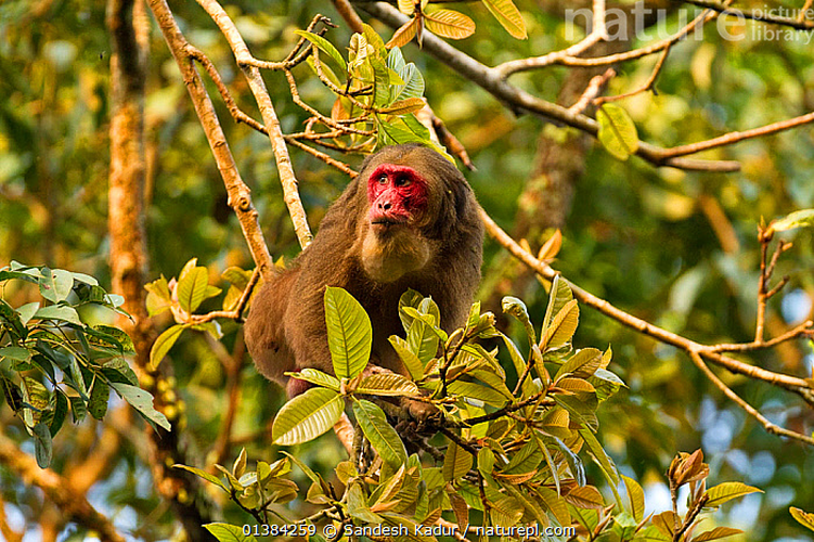 Khỉ mặt đỏ không chỉ có giá trị về mặt nghiên cứu khoa học mà còn có tiềm năng trở thành nguồn gen quý giá cho việc thử nghiệm vaccine phục vụ con người. Việc bảo vệ và nhân nuôi loài khỉ này là rất cần thiết để duy trì sự đa dạng sinh học và bảo tồn nguồn gen quý hiếm.(Ảnh:naturepl.com)