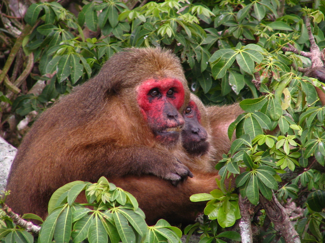 Bộ lông của khỉ mặt đỏ thường có màu nâu sẫm, nhưng cũng có thể biến đổi từ đen sang đỏ. Phần dưới của bụng thường nhạt màu hơn so với phần trên, và lưng có màu nâu đỏ đến nâu sẫm. (Ảnh:iNaturalist)