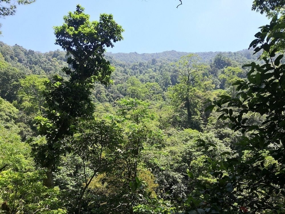 Tất cả cá thể khỉ mặt đỏ được thả đều trưởng thành, khỏe mạnh và không có bệnh truyền nhiễm. Việc thả khỉ về tự nhiên góp phần bảo tồn các loài động vật hoang dã và bảo vệ đa dạng sinh học. Khu bảo tồn thiên nhiên Pù Huống thuộc Khu dự trữ sinh quyển miền Tây Nghệ An, được UNESCO công nhận là Khu Dự trữ sinh quyển thế giới vào tháng 9/2007.(Ảnh: Sở Tài nguyên và Môi trường Nghệ An)