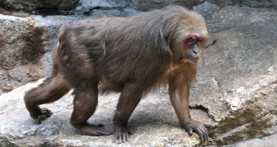 Khỉ mặt đỏ hiện đang nằm trong danh mục Sách đỏ Việt Nam, được xếp vào nhóm động vật rừng nguy cấp, quý hiếm. Số lượng của chúng đã giảm mạnh do mất môi trường sống và bị săn bắt. Trước năm 1975, loài này còn gặp rất phổ biến ở các khu rừng từ Bắc vào Nam, nhưng hiện nay số lượng quần thể đã giảm đáng kể.(Ảnh:Earth.com)