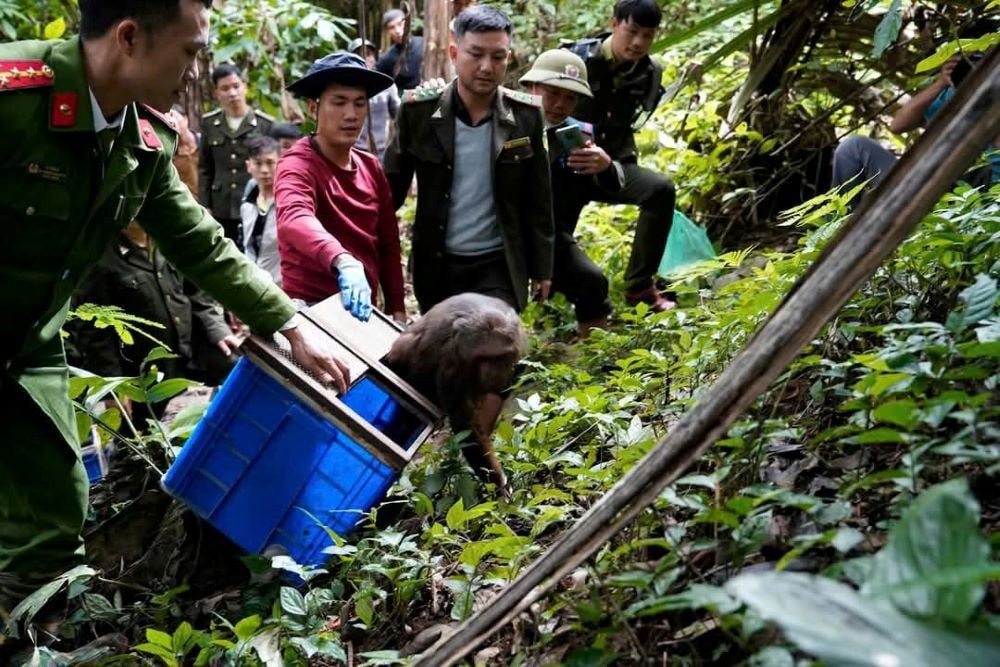 Ngày 18/12, Ban Quản lý Khu bảo tồn thiên nhiên Pù Huống và Trung tâm Cứu hộ, Bảo tồn và Phát triển sinh vật Vườn Quốc gia Cúc Phương đã thả 3 cá thể khỉ mặt đỏ về môi trường tự nhiên tại Tiểu khu 728, Khu bảo tồn thiên nhiên Pù Huống. (Ảnh: Sở Tài nguyên và Môi trường Nghệ An)