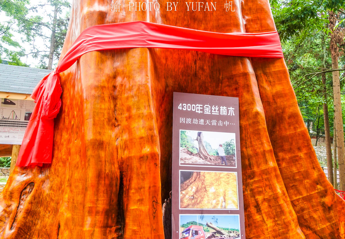 Ông Cù Ứng Giang ở Quý Châu mua lại cây với giá hơn 59 tỷ đồng. Ông đã phải bán hai căn nhà và mất thêm 10 tỷ đồng để vận chuyển.(Ảnh: Yufan/min.news)