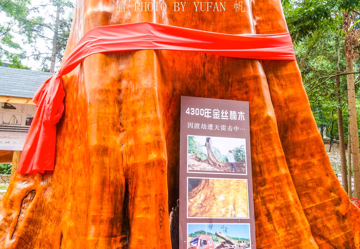 Ông Cù Ứng Giang ở Quý Châu mua lại cây với giá hơn 59 tỷ đồng. Ông đã phải bán hai căn nhà và mất thêm 10 tỷ đồng để vận chuyển.(Ảnh: Yufan/min.news)