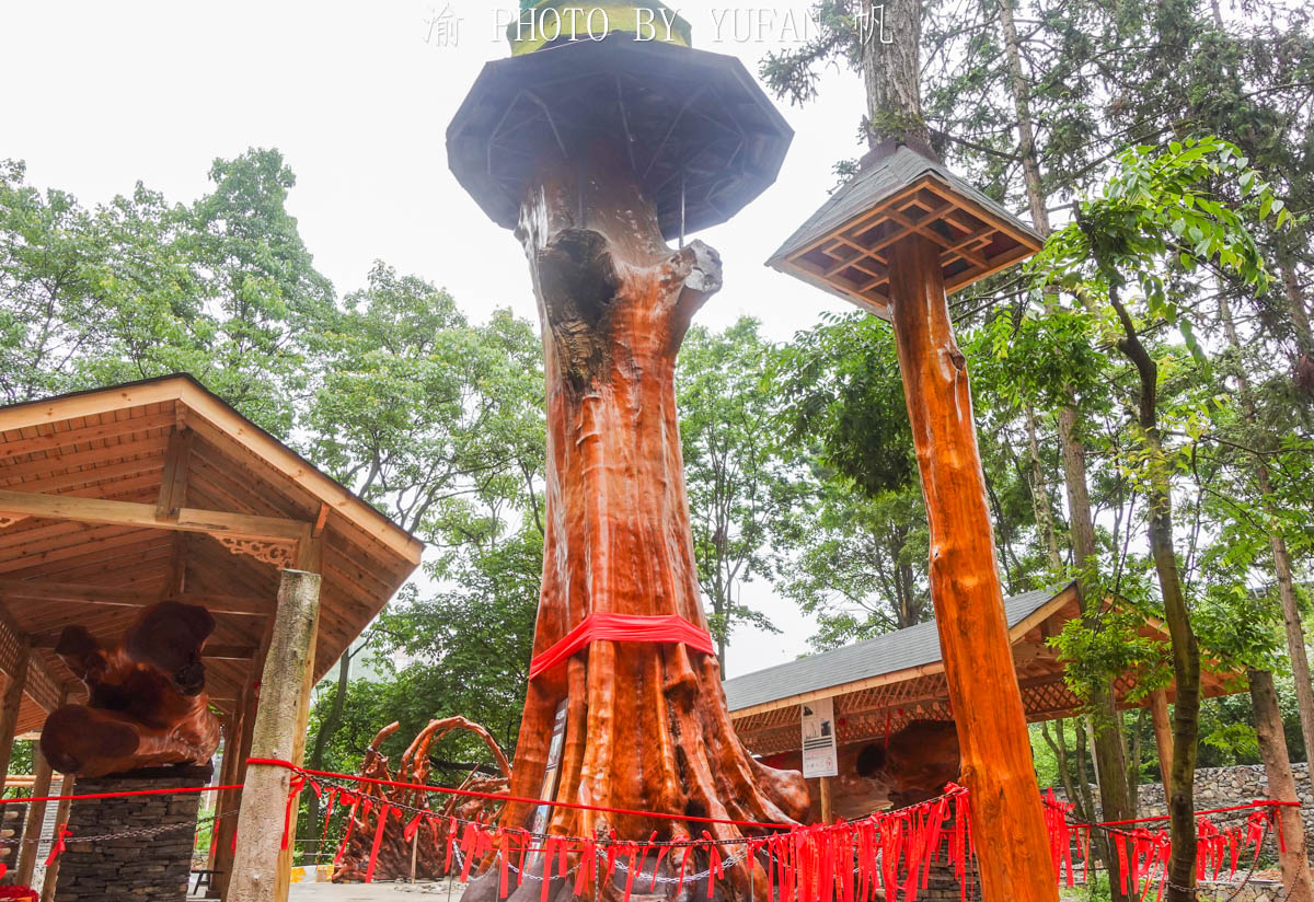 Sau này, một thương gia đã trả 870 tỷ đồng để mua cây nhưng ông Cù từ chối bán, xem đây là báu vật vô giá.(Ảnh: Yufan/min.news)