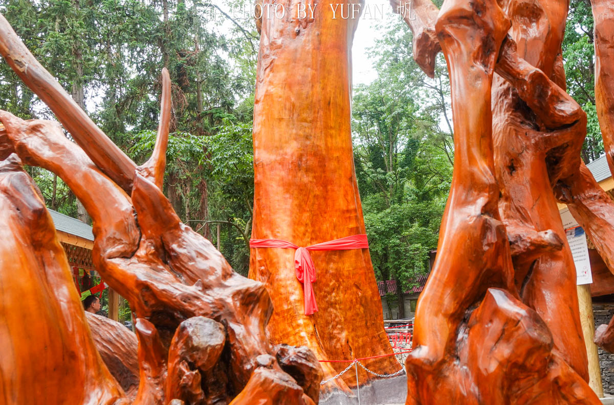 Gỗ có giá trị cao vì màu vàng tự nhiên, mùi thơm và quá trình hình thành thớ tơ vàng rất hiếm.(Ảnh: Yufan/min.news)