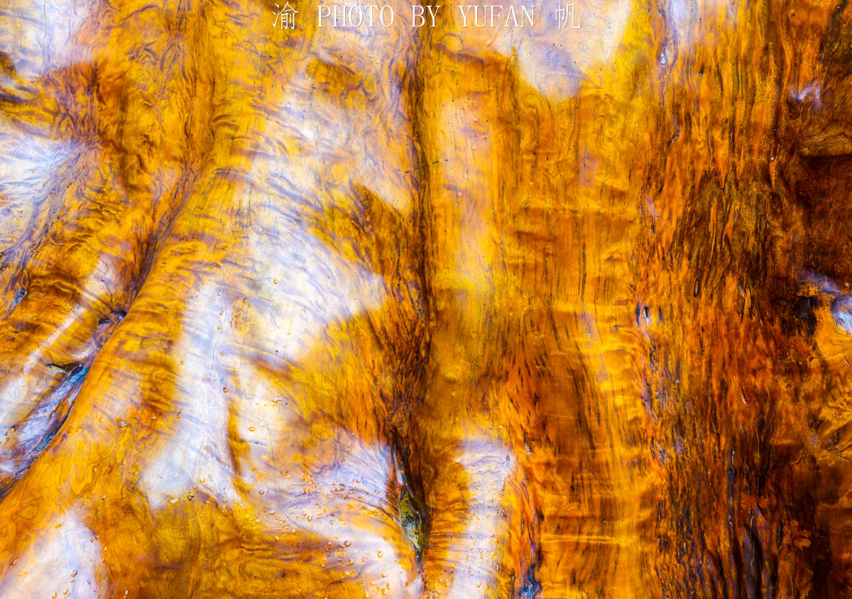 Loại gỗ này cực kỳ quý hiếm, có thớ gỗ óng ánh như tơ vàng, chỉ mọc ở Trung Quốc trong điều kiện tự nhiên đặc biệt. (Ảnh: Yufan/min.news) 