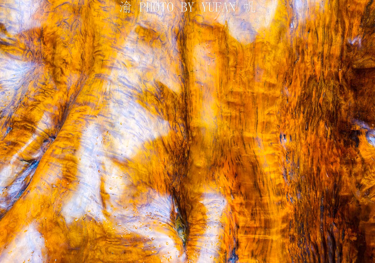 Loại gỗ này cực kỳ quý hiếm, có thớ gỗ óng ánh như tơ vàng, chỉ mọc ở Trung Quốc trong điều kiện tự nhiên đặc biệt. (Ảnh: Yufan/min.news) 