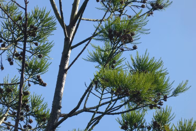 Thủy tùng còn được trồng quanh hồ ao để giữ đất, chống xói mòn, và tạo cảnh quan đẹp mắt.(Ảnh:Trees and Shrubs Online)