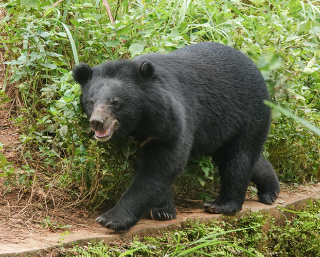 Gấu ngựa được xếp vào danh sách loài dễ bị tổn thương theo Sách đỏ IUCN. Chúng đối mặt với nguy cơ tuyệt chủng do mất môi trường sống, săn bắt trộm và bị giết vì gây hại đến cây trồng và vật nuôi. Việc săn bắt gấu ngựa hiện chỉ hợp pháp ở Nhật Bản và Nga, nhưng vẫn xảy ra nạn săn bắn trái phép.(Ảnh:iNaturalist)