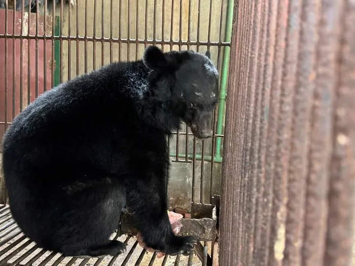 Cá thể gấu này được người dân địa phương phát hiện và báo cáo tới cơ quan chức năng. Sau khi giám định, kết quả xác nhận đây là loài gấu ngựa, giới tính đực. Chủ nuôi cho biết gấu được người quen cho vào năm 2016 - 2017 và nuôi nhằm làm cảnh. (Ảnh: Đại Biểu Nhân Dân)