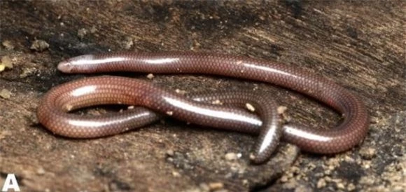 Trong lòng thiên nhiên đa dạng và kỳ thú của Việt Nam, một loài thằn lằn đặc biệt đã được phát hiện, ghi dấu ấn trong giới khoa học và làm phong phú thêm danh sách các loài động vật quý hiếm của đất nước. Đó chính là "Ninh Thuận blind skink" (thằn lằn mù Ninh Thuận), loài vật mà cho đến nay chỉ có duy nhất ở Việt Nam. (Ảnh: NIKOLAY POYARKOV)