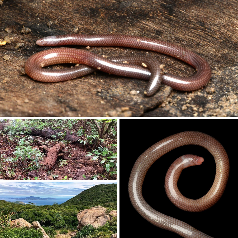 Đây là loài thằn lằn thứ 7 thuộc giống Dimamus được ghi nhận ở Việt Nam, nâng tổng số loài của giống này lên 25 loài. Thằn lằn mù Ninh Thuận có thân hình giống giun đất, dài khoảng 11 cm, sống chui lủi trong đất, gần thảm gỗ mục và khu vực đất ẩm có tổ mối. (Ảnh: Species New to Science)