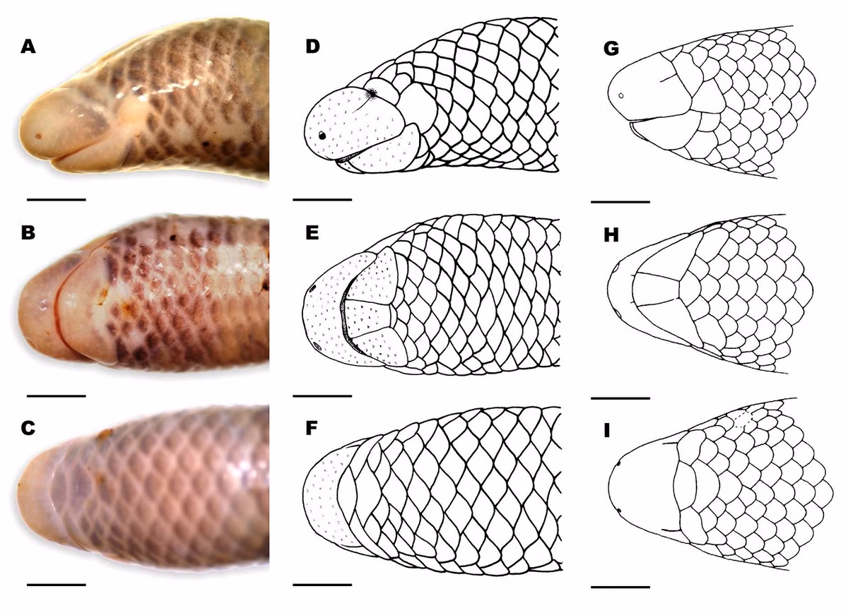 Đôi mắt của chúng rất thô sơ và bị che phủ hoàn toàn bởi vảy, còn chân gần như tiêu biến do thích nghi với môi trường sống dưới đất.(Ảnh: Species New to Science)