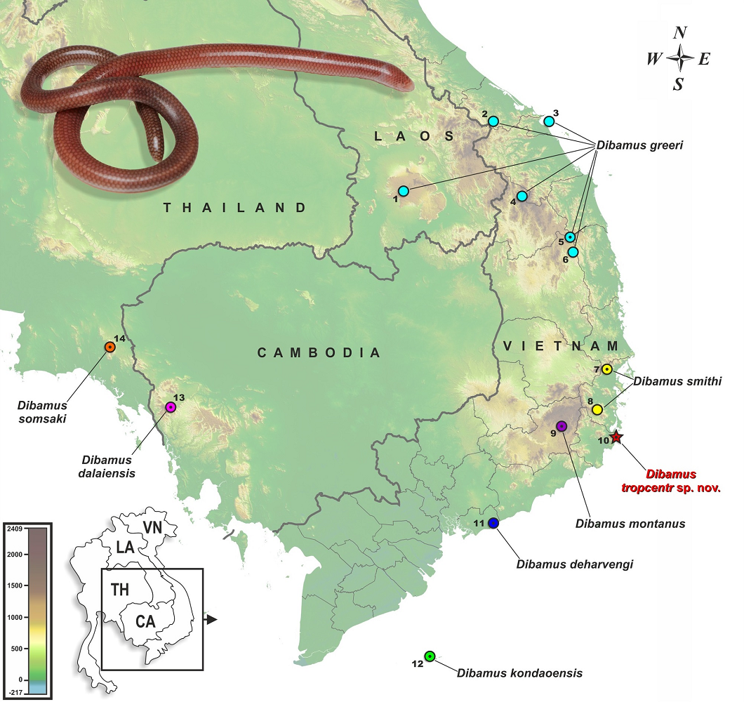 Loài thằn lằn mù Ninh Thuận có kích thước quần thể khá nhỏ và phân bố hẹp tại Vườn quốc gia Núi Chúa, thường sống trong các khu rừng thường xanh khô ven biển ở độ cao thấp (200-280 m).(Ảnh: Species New to Science)