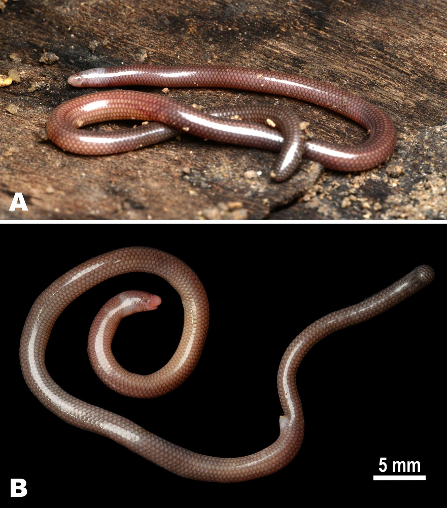 Theo một nghiên cứu được công bố trên tạp chí khoa học Zootaxa, nhóm các nhà khoa học Nga và Việt Nam đã khám phá ra loài thằn lằn mới này tại Vườn quốc gia Núi Chúa thuộc tỉnh Ninh Thuận. Thằn lằn mù Ninh Thuận có tên khoa học là Dibamus tropcentr Kliukin, Nguyen, Bragin &amp; Poyarkov, 2023, lần đầu tiên được mô tả và công bố vào ngày 1/12/2023.(Ảnh: Species New to Science)