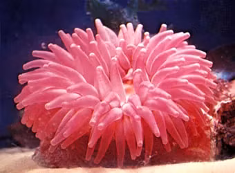 Hải quỳ là sinh vật đặc biệt, mang đặc điểm của cả thực vật và động vật. (Ảnh: Britannica)