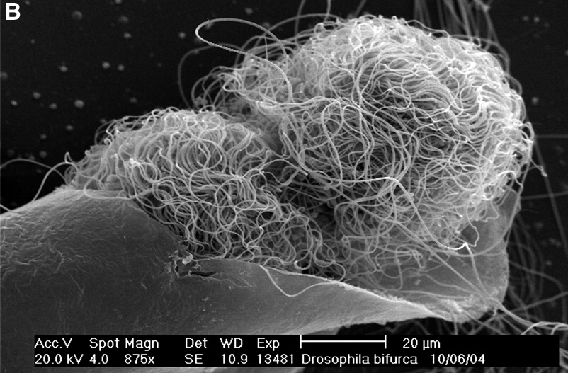 Tinh trùng ruồi giấm được cuộn chặt như cuộn len để vừa với cơ thể ruồi cái.(Ảnh: Cell Press)