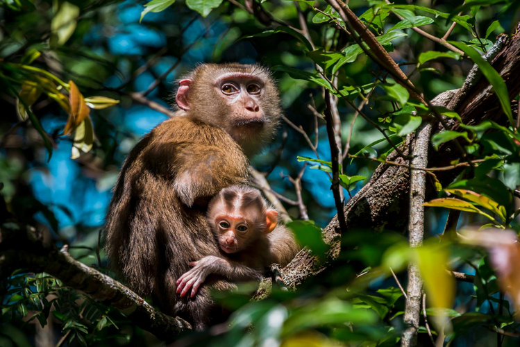 Đuôi thường mập phần gốc, kém nửa chiều dài thân và dài hơn bàn chân sau.(Ảnh: Thai National Parks)