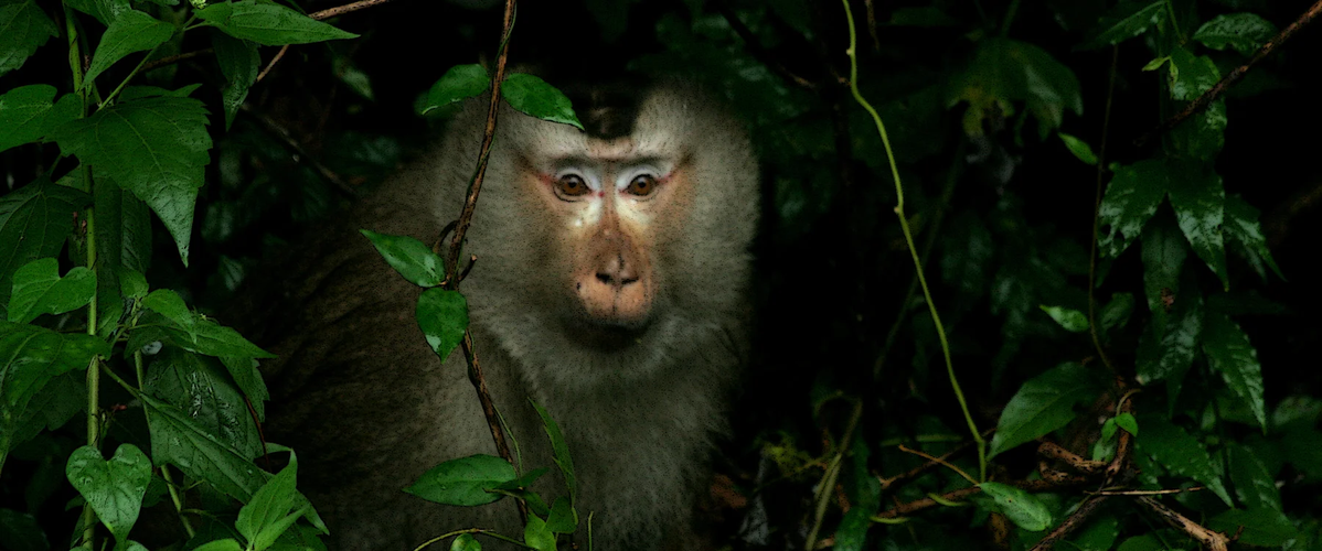 Đây là loài động vật quý hiếm thuộc nhóm IIB (nhóm các loài hạn chế khai thác và sử dụng vì mục đích thương mại) theo Nghị định 32 của Chính phủ. Do đó, loài khỉ này được bảo vệ nghiêm ngặt.(Ảnh: Primate Watching)