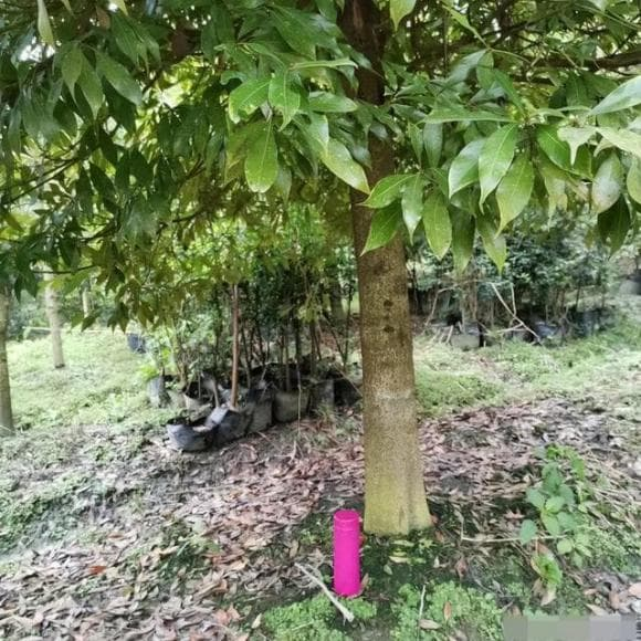 Khả năng sinh trưởng của gỗ rất khắt khe, cần khí hậu ấm ẩm, đất thoáng khí, và thời gian phát triển kéo dài từ 50 đến 500 năm.(Ảnh: DNVN)