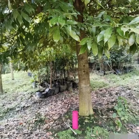 Khả năng sinh trưởng của gỗ rất khắt khe, cần khí hậu ấm ẩm, đất thoáng khí, và thời gian phát triển kéo dài từ 50 đến 500 năm.(Ảnh: DNVN)