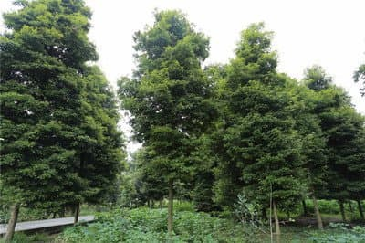 Các điều kiện tự nhiên khắc nghiệt khiến nguồn cung gỗ nanmu vàng ngày càng cạn kiệt.(Ảnh: Thương Hiệu và Pháp Luật)