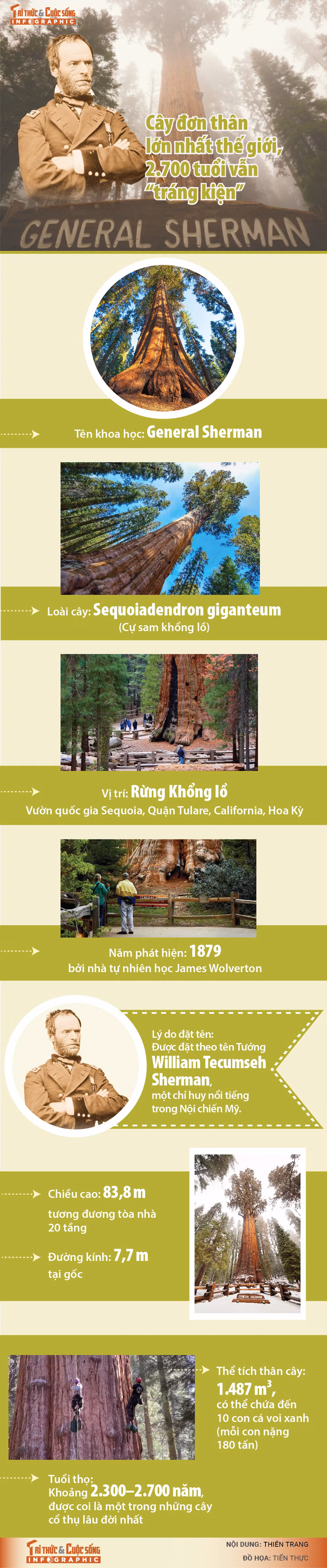 [INFOGRAPHIC] Cay don than lon nhat the gioi, 2.700 tuoi van 'trang kien'