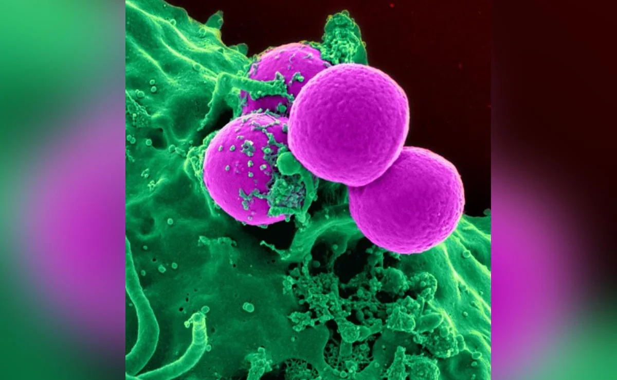 MDP còn có tiềm năng ứng dụng trong xử lý tai nạn hạt nhân, phát triển vắc-xin phóng xạ, và thậm chí chống lão hóa thông qua việc bảo vệ protein.(Ảnh: NDTV)