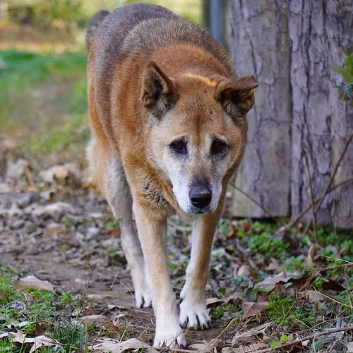 Điểm đặc biệt nhất của NGSD chính là tiếng kêu của chúng. Âm thanh mà chúng phát ra được mô tả như một bản hòa ca, có thể so sánh với tiếng kêu của cá voi lưng gù. Khả năng này không chỉ làm cho NGSD trở nên độc đáo mà còn giúp chúng giao tiếp và xác định lãnh thổ trong môi trường hoang dã. (Ảnh: Carolina Tiger Rescue)