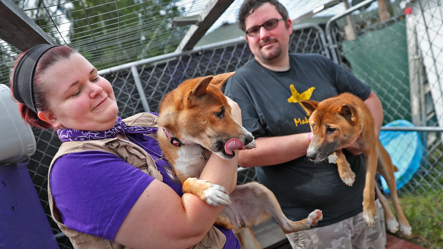 Một phát hiện đáng chú ý vào năm 2020 đã làm dấy lên hy vọng về sự tồn tại của NGSD trong tự nhiên. Các nhà khoa học đã tìm thấy những con chó hoang tại vùng cao nguyên Papua, gần mỏ Grasberg, và xác nhận chúng có bộ gene gần giống với NGSD. Phát hiện này không chỉ mở ra cơ hội bảo tồn loài chó quý hiếm này mà còn giúp chúng ta hiểu rõ hơn về sự đa dạng sinh học và khả năng sinh tồn của chúng.(Ảnh: IndyStar)