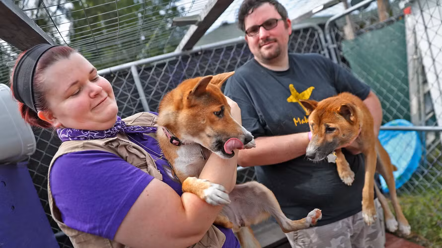 Một phát hiện đáng chú ý vào năm 2020 đã làm dấy lên hy vọng về sự tồn tại của NGSD trong tự nhiên. Các nhà khoa học đã tìm thấy những con chó hoang tại vùng cao nguyên Papua, gần mỏ Grasberg, và xác nhận chúng có bộ gene gần giống với NGSD. Phát hiện này không chỉ mở ra cơ hội bảo tồn loài chó quý hiếm này mà còn giúp chúng ta hiểu rõ hơn về sự đa dạng sinh học và khả năng sinh tồn của chúng.(Ảnh: IndyStar)