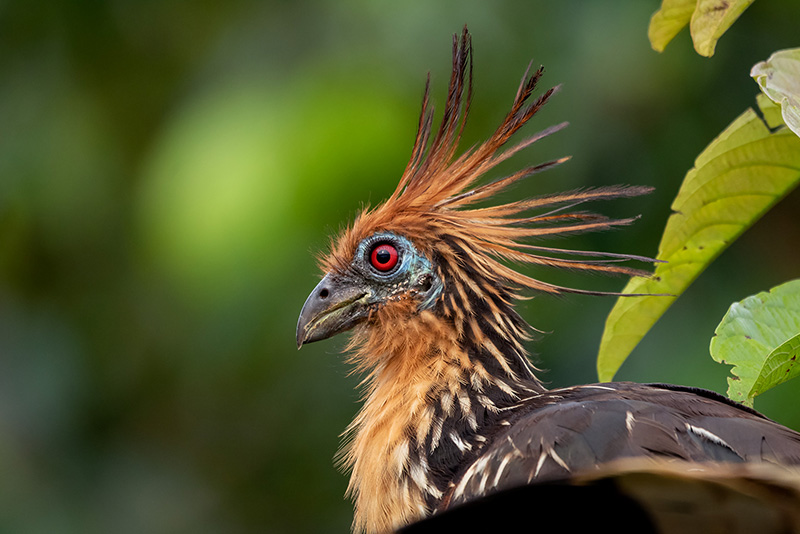 Giá trị văn hóa và sinh học của hoatzin nhấn mạnh tầm quan trọng của việc bảo vệ môi trường sống tự nhiên của chúng. (Ảnh:Jamu Lodge)