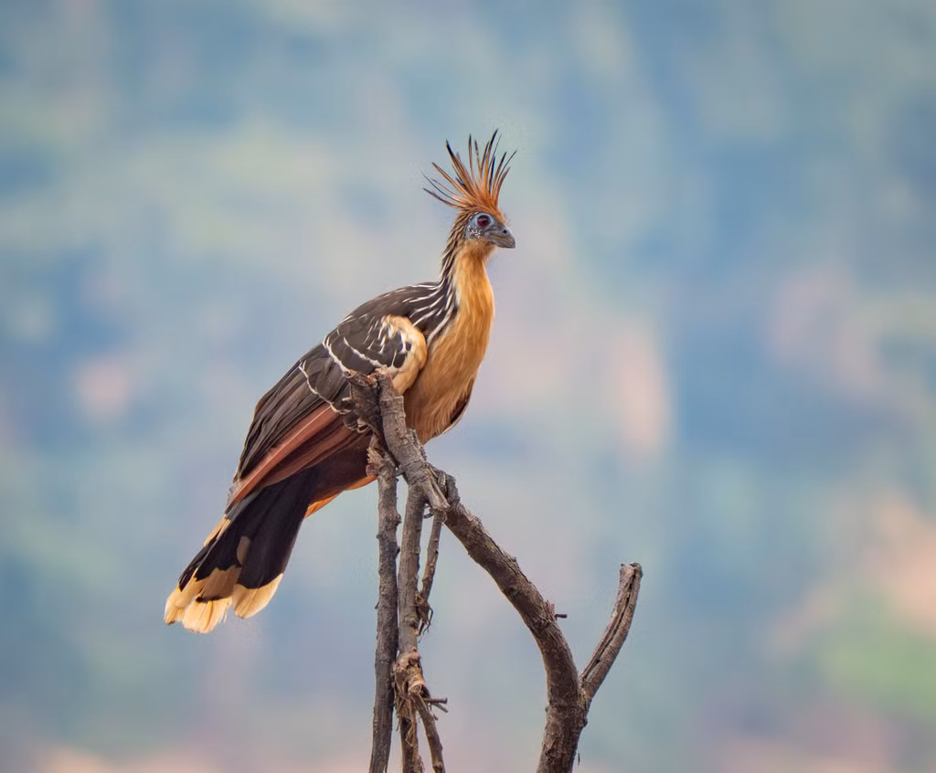Gà con Hoatzin mới nở đã có móng vuốt trên cánh, giúp chúng bò quanh cành cây và trốn thoát khỏi kẻ săn mồi bằng cách thả mình xuống nước và bơi trở lại tổ. (Ảnh:iNaturalist)
