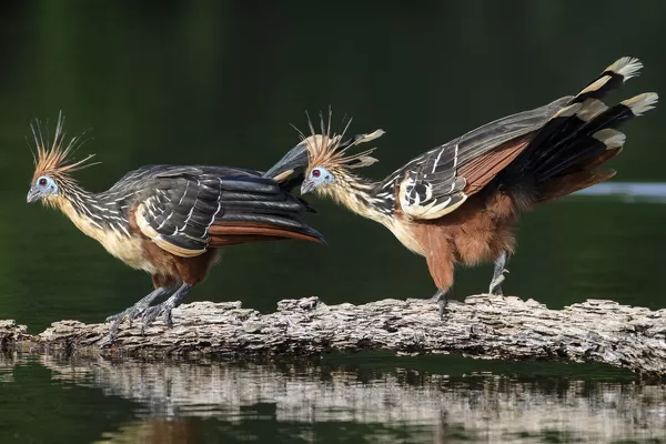 Hoatzin không chỉ là biểu tượng của sự đa dạng sinh học mà còn là minh chứng cho sự phát triển lâu dài của loài chim trên Trái Đất.(Ảnh:Media Storehouse)