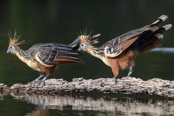 Hoatzin không chỉ là biểu tượng của sự đa dạng sinh học mà còn là minh chứng cho sự phát triển lâu dài của loài chim trên Trái Đất.(Ảnh:Media Storehouse)