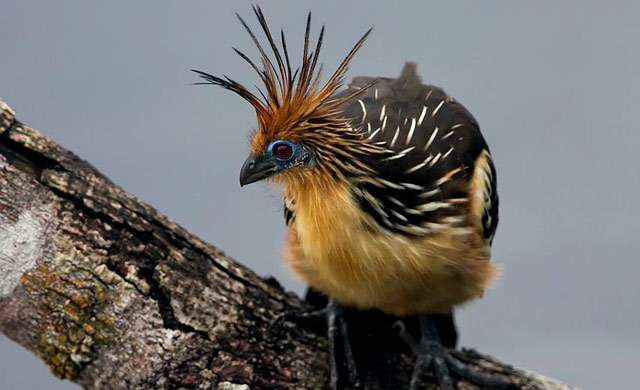 Nghiên cứu di truyền học năm 2015 cho thấy hoatzin là thành viên cuối cùng của dòng chim cổ xưa xuất hiện cách đây 64 triệu năm.(Ảnh:Peru Aves)