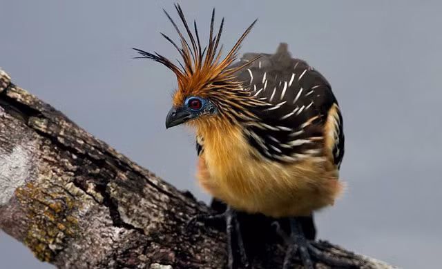 Nghiên cứu di truyền học năm 2015 cho thấy hoatzin là thành viên cuối cùng của dòng chim cổ xưa xuất hiện cách đây 64 triệu năm.(Ảnh:Peru Aves)