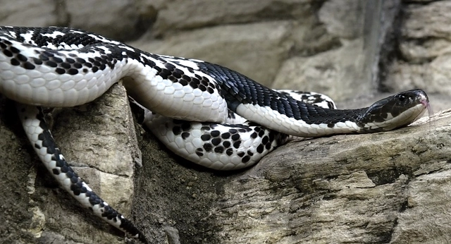 Chiều dài trung bình từ 0,9 đến 1,2 mét, tối đa 1,6 mét. (Ảnh: Milan Kořínek/Biolib)