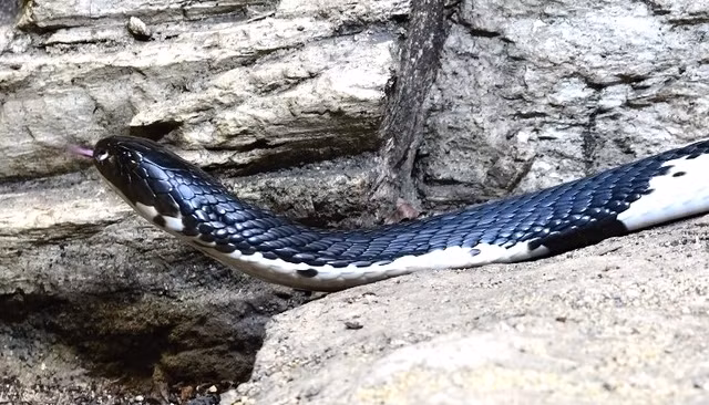 Rắn hổ mang phun nọc đen trắng có thân hình mảnh khảnh, màu sắc thay đổi từ xám, nâu đến đen với các đốm hoặc sọc trắng. (Ảnh: Milan Kořínek/Biolib)