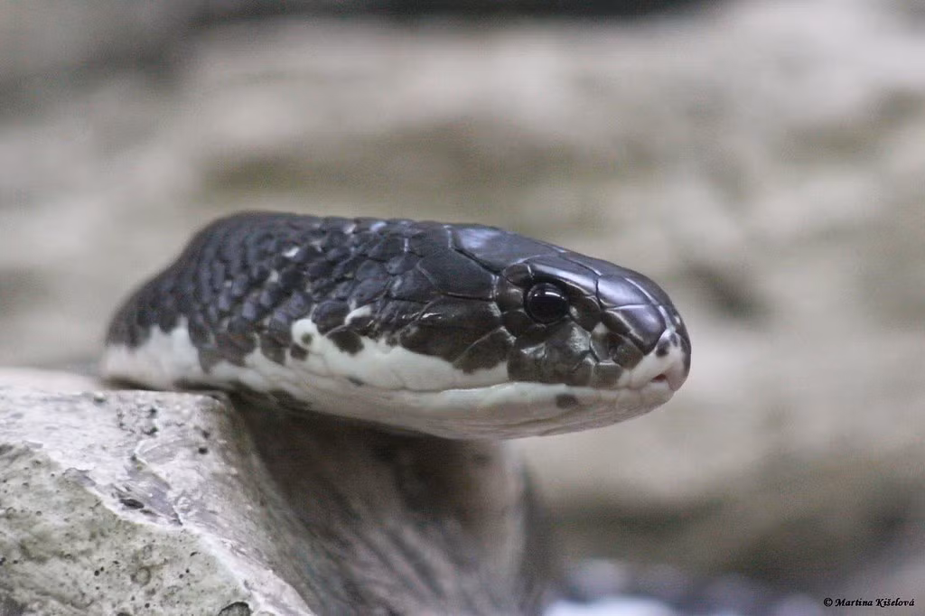 Việt Nam đã đưa loài này vào Sách Đỏ quốc gia và cấm mọi hoạt động săn bắt, buôn bán bất hợp pháp để bảo vệ chúng.(Ảnh: Flickr)