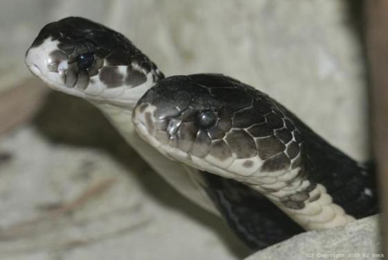 Loài này đã được Liên minh Bảo tồn Thiên nhiên Quốc tế (IUCN) đưa vào Sách Đỏ với phân hạng "Dễ bị tổn thương" do số lượng giảm dần trong tự nhiên. (Ảnh: The Reptile Database)